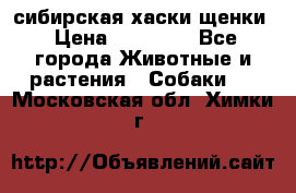сибирская хаски щенки › Цена ­ 10 000 - Все города Животные и растения » Собаки   . Московская обл.,Химки г.